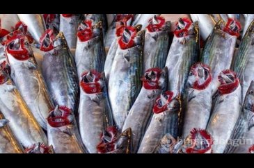 Aralık ayında vitamini yüksek hangi balık yenilmeli?