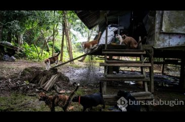 Tayland'ın güneyinde sokak kedilerine sahip çıkan "Kedi Balıkçısı"