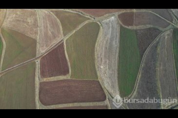 Aydıntepe Ovası'ndaki tarlalar güzel görüntü sunuyor
