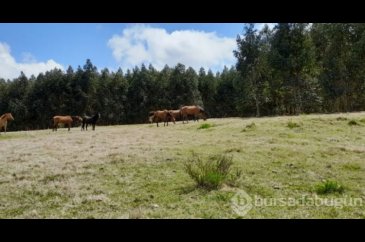 8 gözlü yeni bir tür bulundu