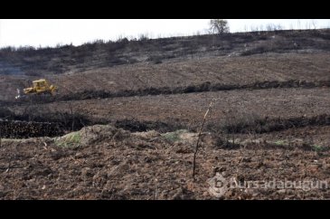 Bursa'da 4 ay önce yanan ormanlık alanlar ağaçlandırılıyor
