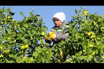 Mersin'de tescilli Lamas limonunda hasat başladı
