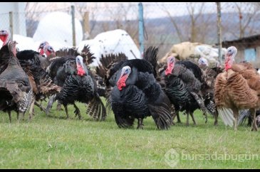 Yılbaşı öncesi hindiye talep arttı, siparişlere yetişmekte zorlanıy...