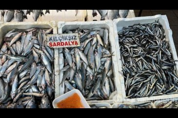 Sardalya ve hamside bolluk balıkçıların yüzünü güldürdü!