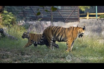 Hindistan'da yavru Bengal Kaplanı ziyaretçilerini bekliyor
