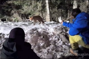 Yollarına çıkan tilkileri elleriyle beslediler