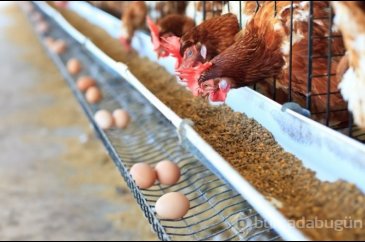 Tavuklar meğer altın yumurtluyormuş! Yumurta fiyatları hayretlere d...