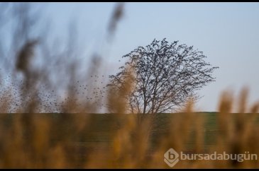 Bursa'da Uluabat gölü kıyısında sığırcıklar görsel şölen oluşturdu 