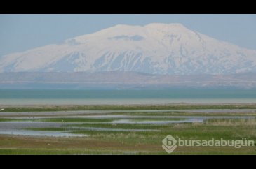 Van Gölü'nden sevindiren haber
