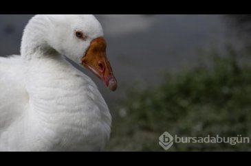 Ankara'da günlük yaşam
