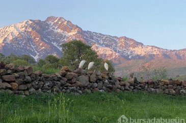 Hakkari'de o hayvan ilk kez görüldü