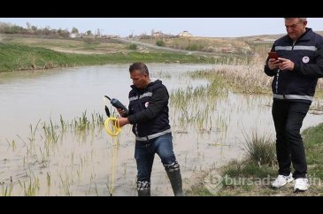 Üreme göçü öncesi inci kefaline sıkı denetim
