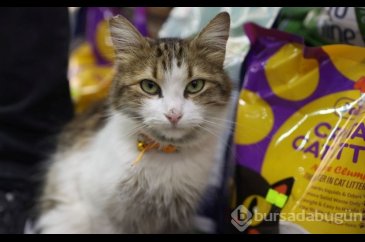 "Yedi Bela Hüsnü" lakaplı fenomen kedi mahallenin ilgi odağı oldu
