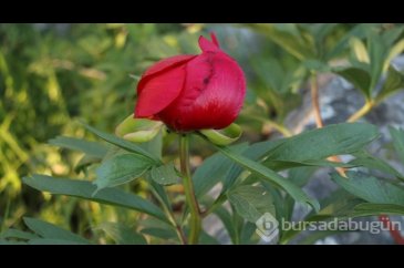 Karabük'te koruma altındaki "ayı gülü" çiçek açtı
