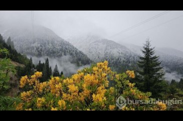 Rize'nin yüksek kesimleri karla kaplandı
