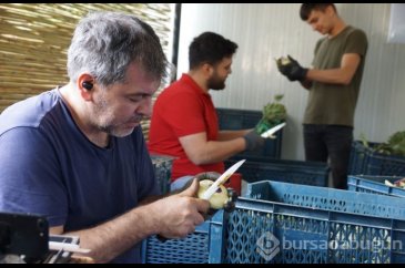 Sadece enginar soyarak asgari ücretin 4 katını kazanıyorlar