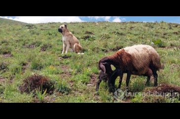 Kayboldu sanılan köpeğin vefası hayran bıraktı