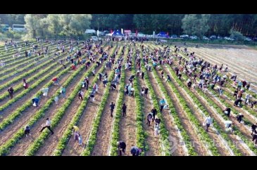 Geliri kız öğrencilere bağışlanacaktı: 13 dönümlük tarlayı talan et...