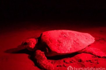 Patara'da caretta caretta yuva sayısında rekor artış
