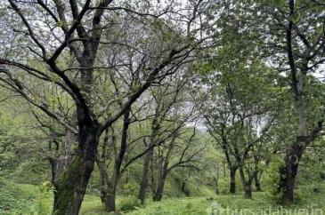 Kestane ormanlarında gal arısı ile mücadele