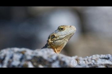 Laodikya Antik Kenti'nin Dikenli kelerleri
