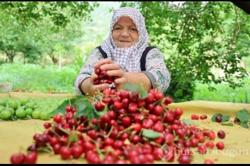 Aydın'da kiraz işçisinin günlük yevmiyesi belli oldu
