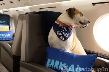 Türkiye sokak köpeklerini uyutmayı tartışırken "Bark Air" açıldı