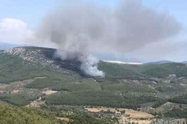 Milas'taki yangının çıkış nedeni sigara izmariti
