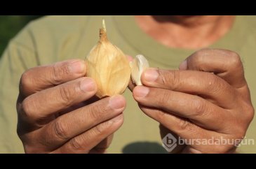 Arkadaşı Tayland'dan getirdi, Adana toprağını çok sevdi