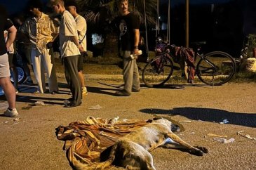 İzmir'de ölen 6 köpeğin tarım ilacıyla zehirlendiği ortaya çıktı