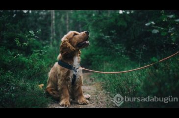 Araştırma: Köpekler, stresin kokusunu alabiliyor! 