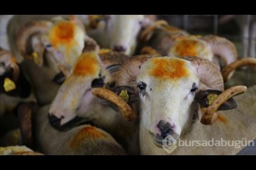 Kurban Bayramı tatili 9 gün mü olacak? 2025 Memurlar idari izin yap...