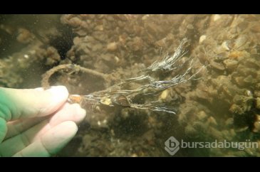 Sapanca Gölü'ne düşen uçağın enkazı 53 yıl sonra yeniden görüntülendi