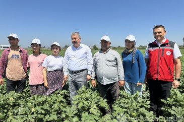 Türkiye'nin bamya üretim merkezinde hasat başladı