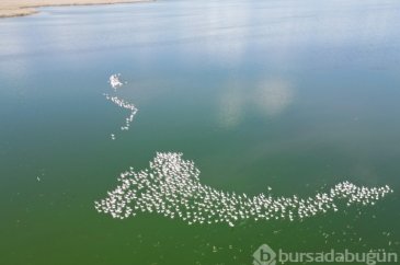 Eber Gölü'nün renkli misafirleri! İşte Allı turnaların göç durağı...