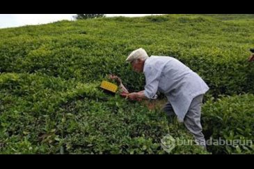Çay üreticisine kötü haber!