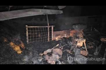 Ahırda çıkan yangın büyük bir kısmı feci etkiledi!