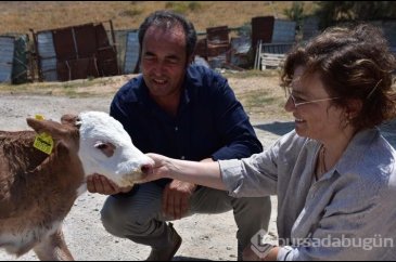 Veteriner çift buzağılarına tanıdık isimleri veriyor!