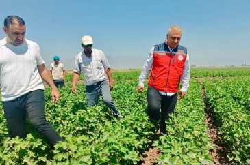 Hatay'da pamuk tarlaları incelendi