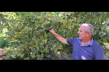 Fındık hasadı ile ilgili açıklamalar...