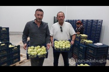 Mut beyaz inciri ihracata gidiyor