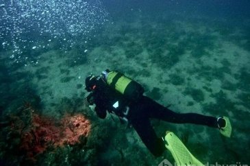 Saros Körfezi'nde İspanyol balığı dikkat çekti