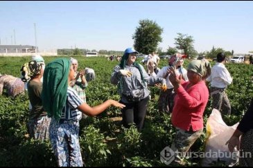 Edirne'de acı biberin hasadı oyun havaları eşliğinde başladı 