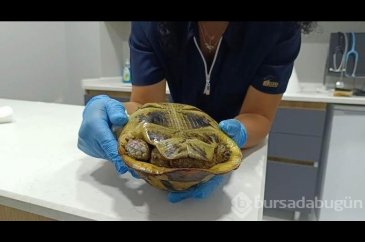 Yangında sadece ağaçlar değil hayvanlarda zarar gördü