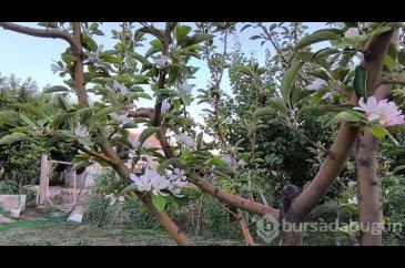 Ağustos ayında elma ağacı çiçek açtı
