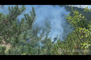 Bolu'da çıkan orman yangını kısa sürede kontrol altına alındı