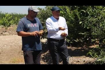 Adana'da aşırı sıcaklar ve poyraz limonu yaktı