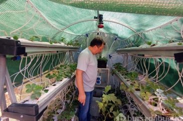 Evinin bahçesine sera kurdu! Organik üretime başladı