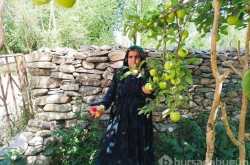 Yüksekova'da ekşi elma mesaisi