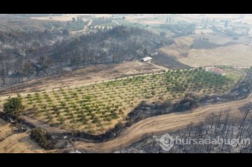 Gelibolu yangınında zarar görmeyen ceviz bahçesi dronla görüntülendi